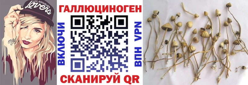 Псилоцибиновые грибы Cubensis  Купить  Ершов 